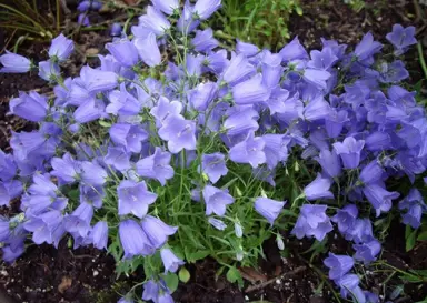 campanula-bavarian-blue-2