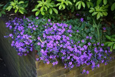 Campanula 'Birch Hybrid' plant with purple flowers.