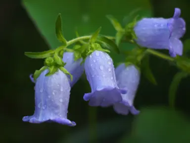 Campanula 'Canterbury Bells Blue' blue flowers.