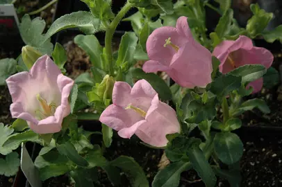 Campanula 'Canterbury Bells Pink' plant with pink flowers.