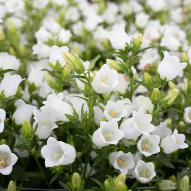 Campanula 'Canterbury Bells White' plant with white flowers.