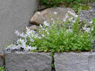 campanula-eh-frost--1