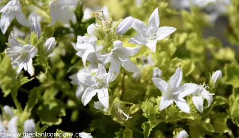 campanula-eh-frost--3