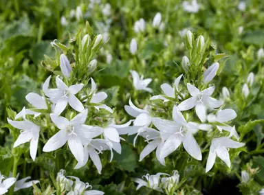 campanula-eh-frost-