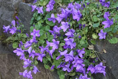 campanula-ek-toogood-