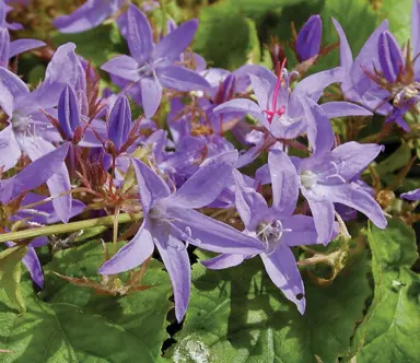 campanula-ek-toogood-1