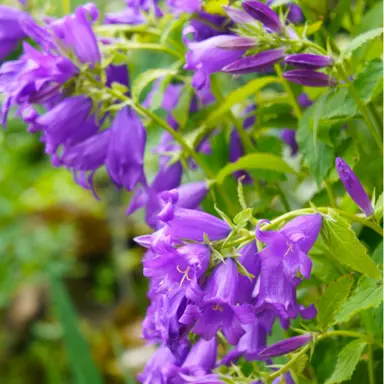 Campanula latifolia plant with purple flowers.