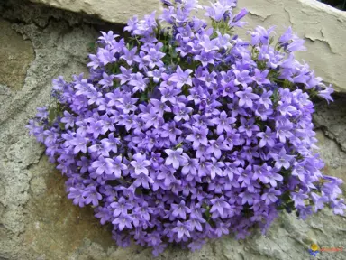 Campanula muralis plant with purple flowers.