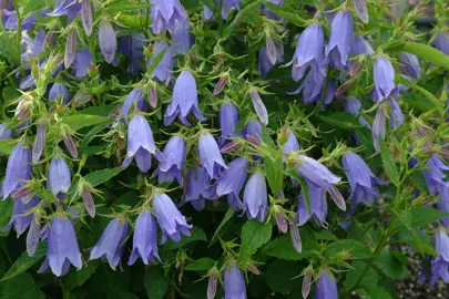 campanula-mystic-bells-