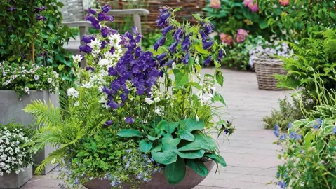 campanula-mystic-bells-1