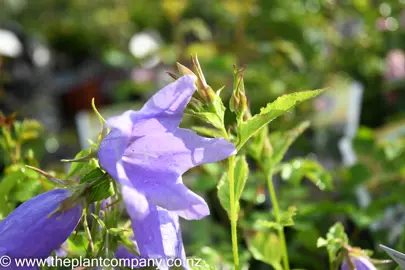 campanula-mystic-bells-2