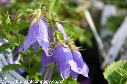 campanula-mystic-bells-3