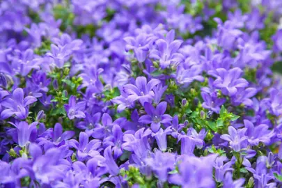 campanula-portenschlagiana-