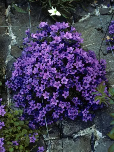 campanula-portenschlagiana-1