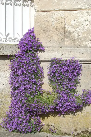 campanula-portenschlagiana-2