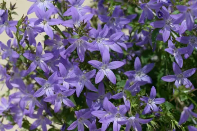 Campanula poscharskyana plant with purple flowers.