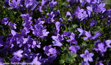 campanula-resholdt's-variety--1