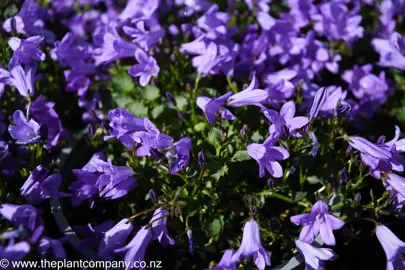 campanula-resholdt's-variety-