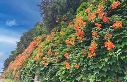 Campsis grandiflora climber with orange flowers and lush green foliage.