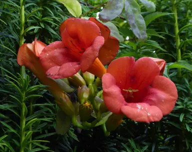 Campsis 'Madame Galen' red flowers and lush green foliage.