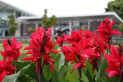 Canna 'America' plants with red flowers.