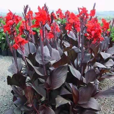 Canna 'Australia' plants with purple foliage and red flowers.