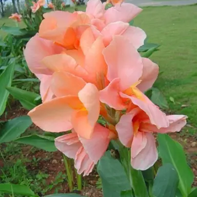 Canna Chinese Coral flowers.