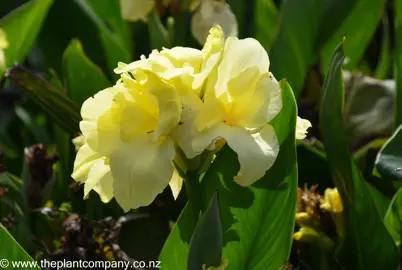 Canna Eden yellow flowers and lush, green foliage.