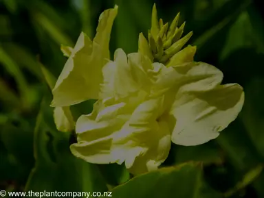 Canna Eden butter yellow flower.