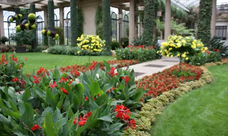 Canna 'Firebird' plants with red flowers in a garden.