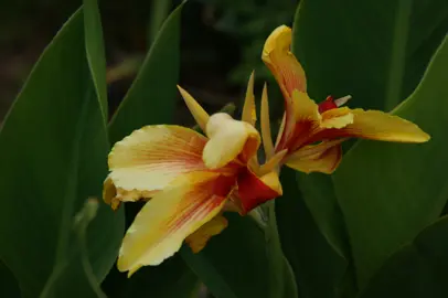 Canna Frau Gartenburg yellow and red flower with lush green foliage.