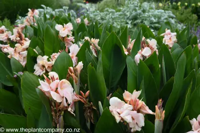 Canna 'Gabriel' pink flowers on lush green plants in a garden.