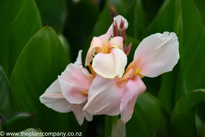 Canna 'Gabriel' pink flowers against lush green leaves.