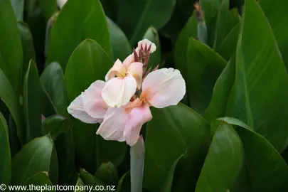 Canna 'Gabriel' pink flower.