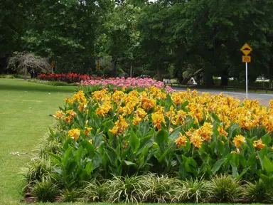 Canna 'Golden Bird' plants with yellow flowers.