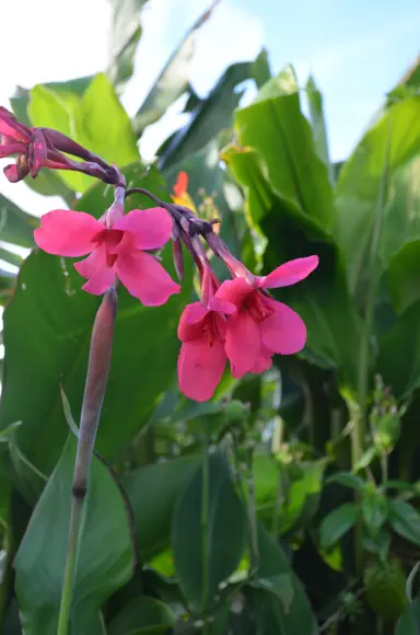 Canna iridiflora plant with red flowers.