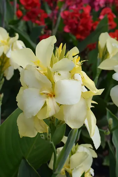 Canna 'Lemon Chiffon' yellow flowers.