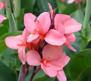 Canna 'Mango' pink flower.