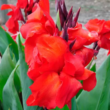 Canna 'Merle Cole' red flowers.