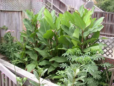 Canna musifolia plants with lush green leaves.