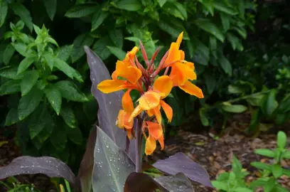 Canna 'Pacific Beauty' plant with orange flowers and purple foliage.