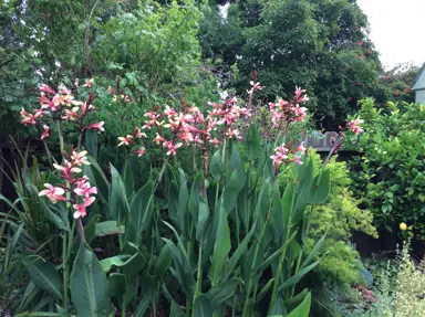 Canna 'Panache' plants with pink and yellow flowers.