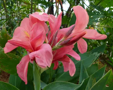 Canna 'Pink' with green foliage and pink flowers.