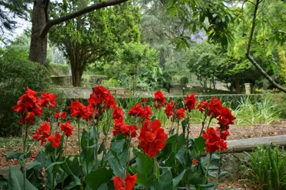 Canna 'President' plants with lush green foliage and red flowers.