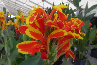 Canna 'Queen Charlotte' plants with orange and yellow flowers.