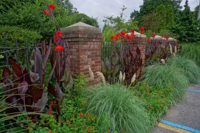 Canna 'Red King Humbert' plants with red flowers and purple foliage.