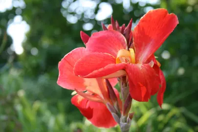 Canna 'South Pacific' red flower.