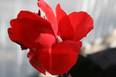 Canna 'Tropical Red' flower.