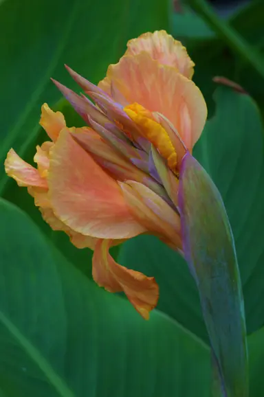 Canna 'Tropical Sunrise' pink flowers and green foliage.