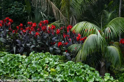 Canna 'Tropicanna Black' in a garden with red flowers and dark foliage.